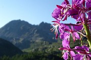 Passi e laghi della conca del Calvi con Monte Reseda il 26 luglio 2018- FOTOGALLERY